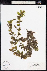 Potamogeton perfoliatus image