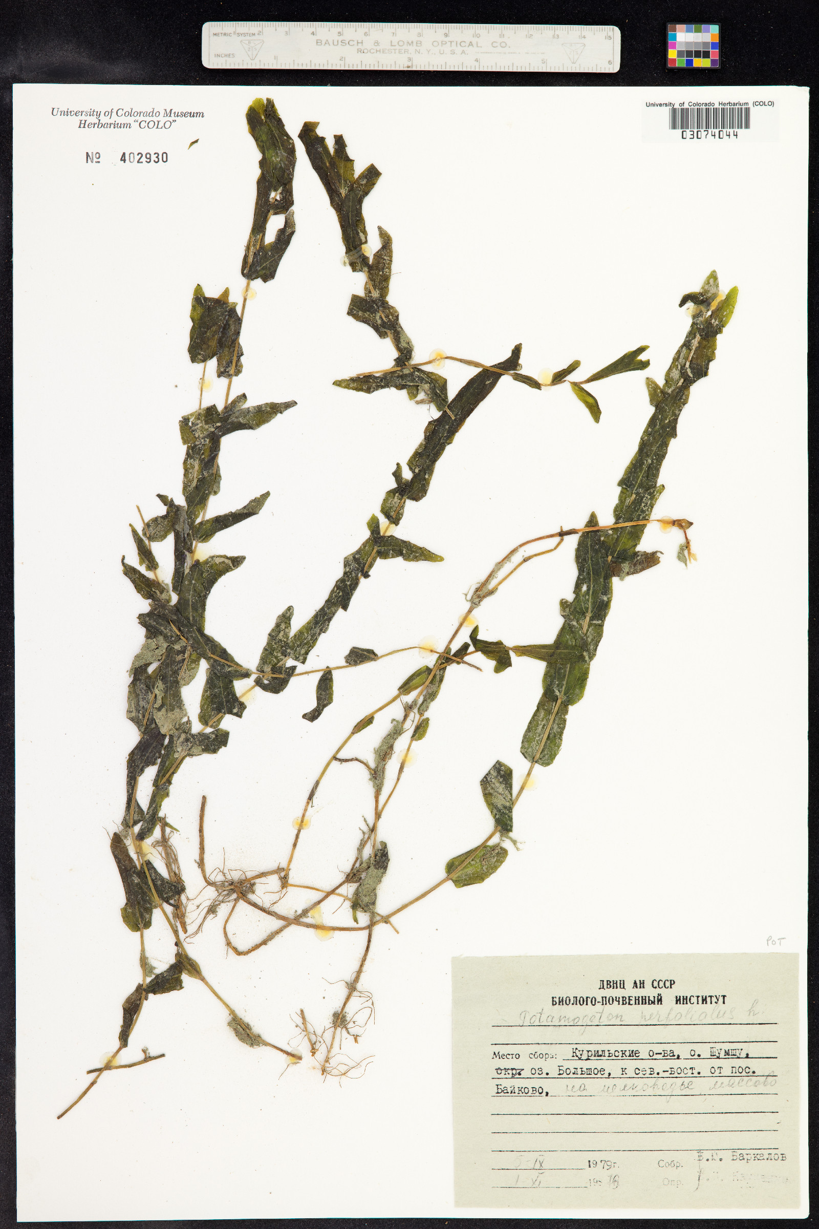 Potamogeton perfoliatus image