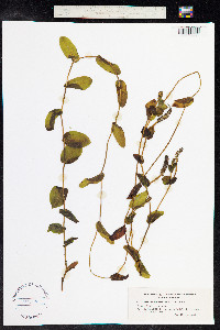 Potamogeton perfoliatus image