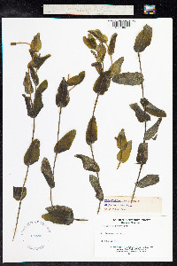 Potamogeton perfoliatus image