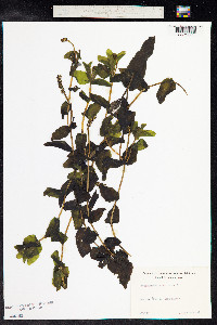 Potamogeton perfoliatus image