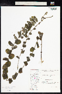 Potamogeton perfoliatus image