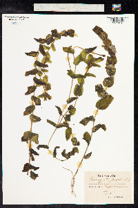 Potamogeton perfoliatus image
