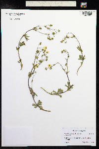Potentilla X diversifolia image