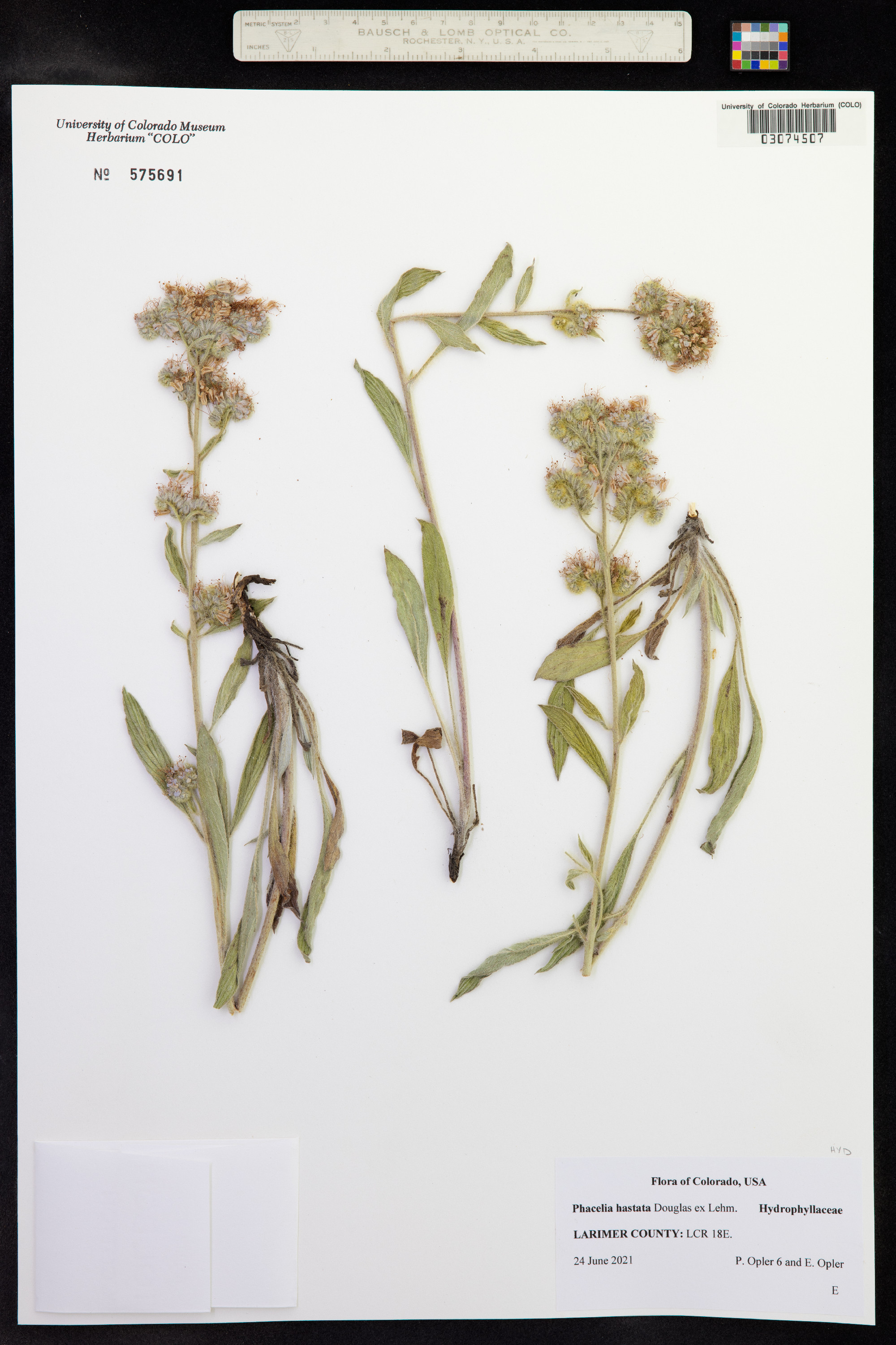 Phacelia hastata image