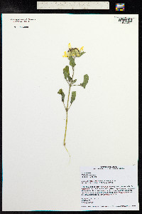 Helianthus annuus image