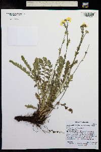 Geum rossii image