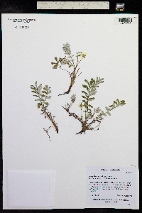 Potentilla anserina ssp. anserina image