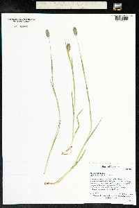 Phleum alpinum image