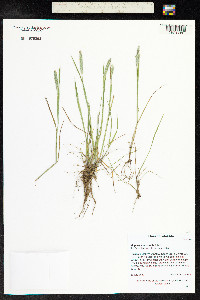 Alopecurus aequalis image
