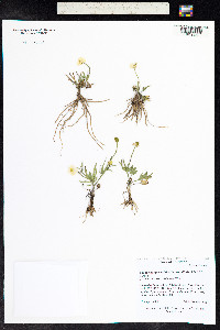Ranunculus pedatifidus image
