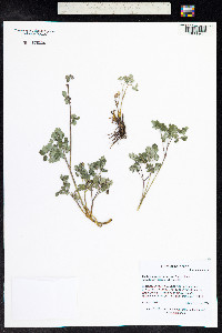 Thalictrum sparsiflorum image