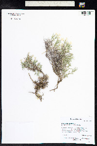 Phlox austromontana image