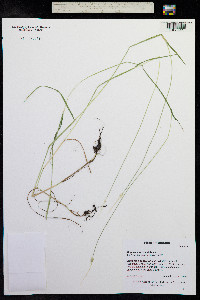 Alopecurus geniculatus image