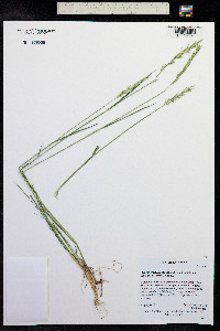 Elymus trachycaulus image