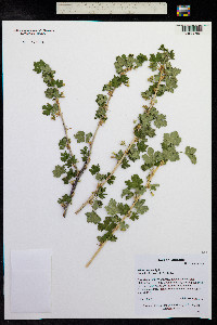 Ribes inerme image