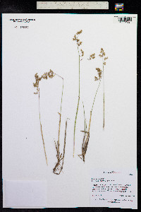 Poa arctica image
