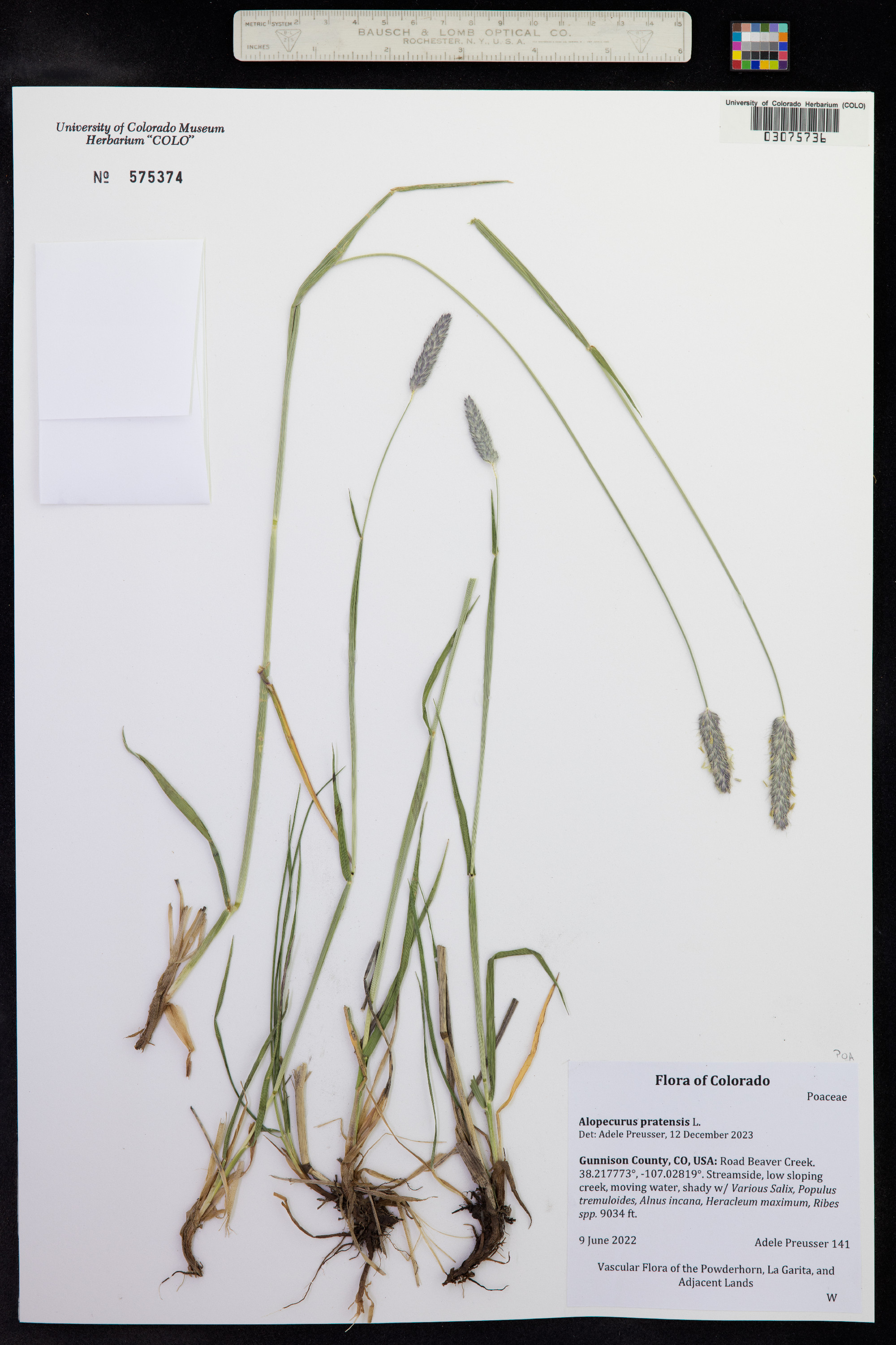Alopecurus pratensis image