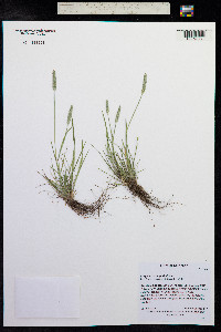 Alopecurus aequalis image