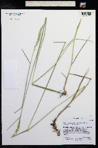 Elymus trachycaulus image