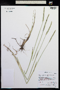 Elymus trachycaulus image