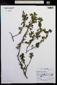 Ribes lacustre image