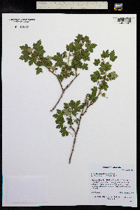 Ribes lacustre image