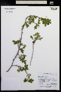 Ribes lacustre image