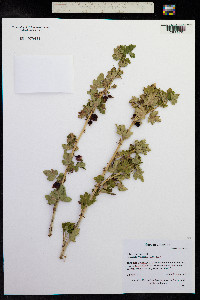 Ribes inerme image
