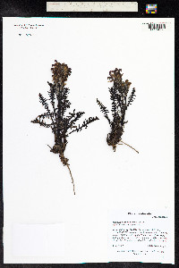 Pedicularis sudetica image