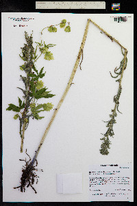 Hackelia floribunda image