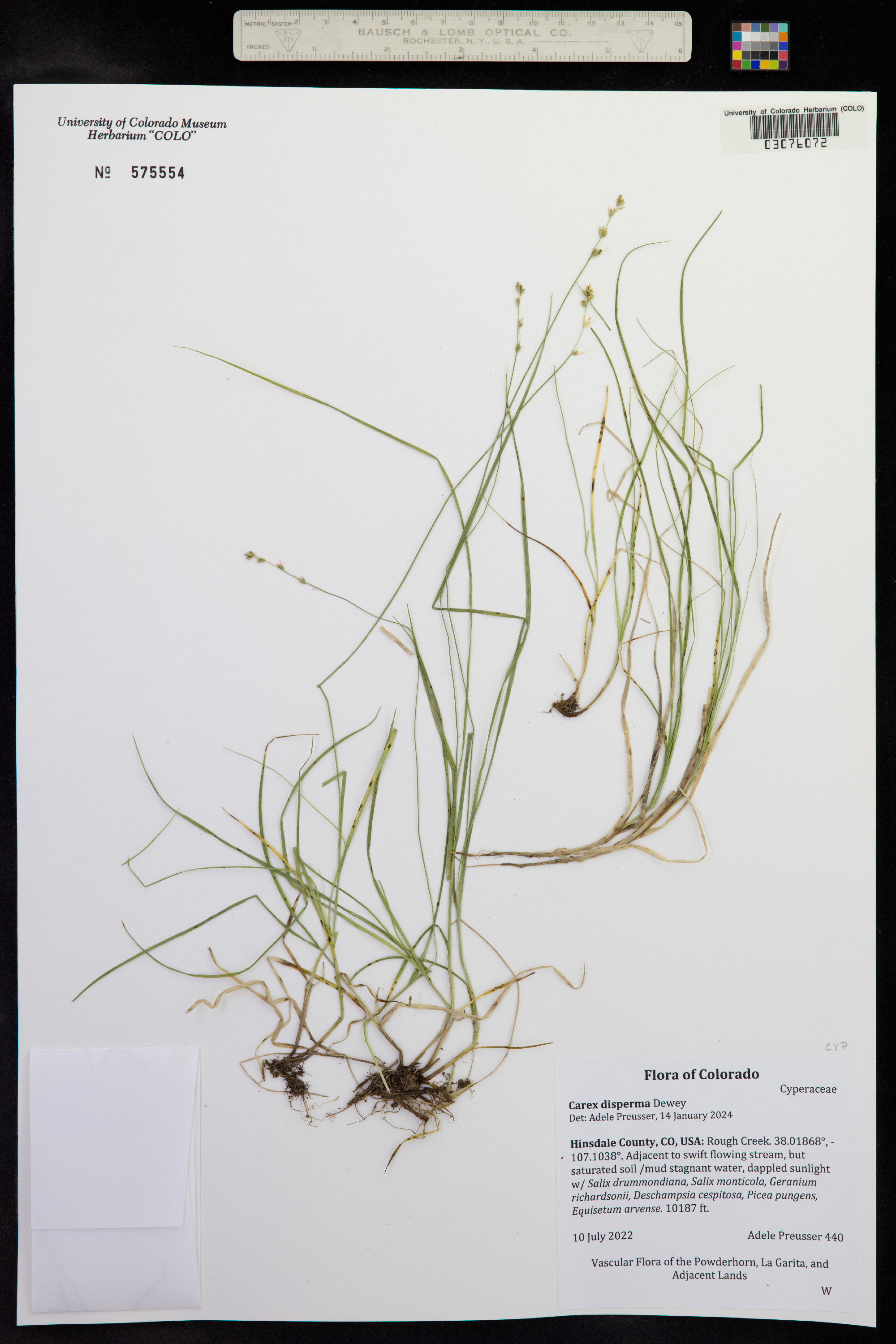 Carex disperma image