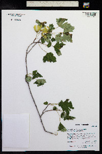 Acer glabrum image