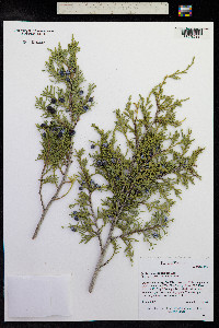 Juniperus scopulorum image