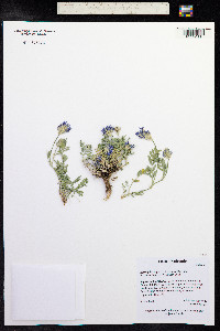 Astragalus agrestis image