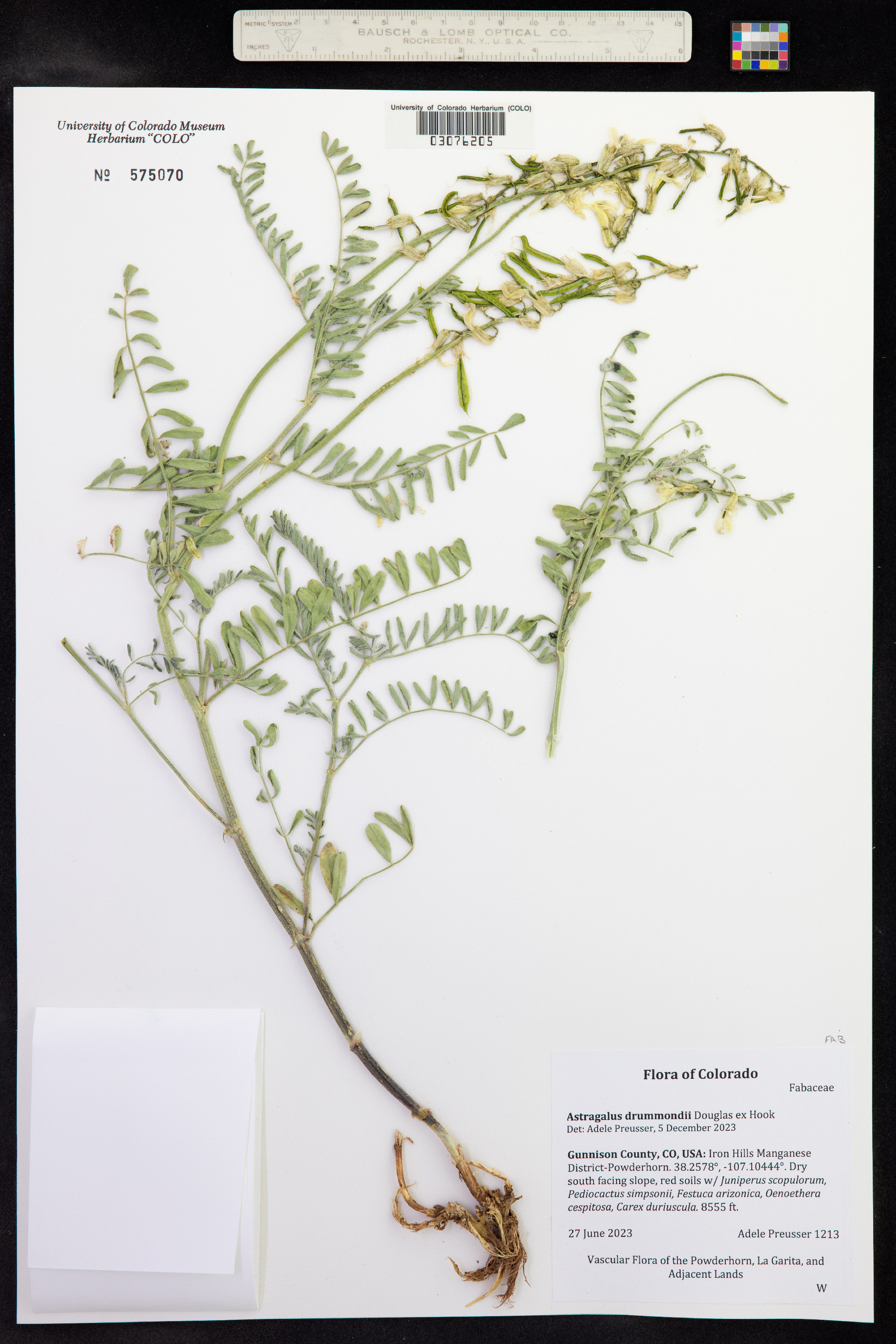 Astragalus drummondii image