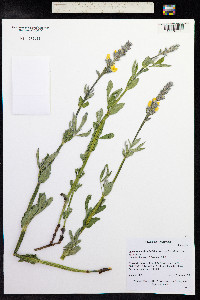 Thermopsis rhombifolia image