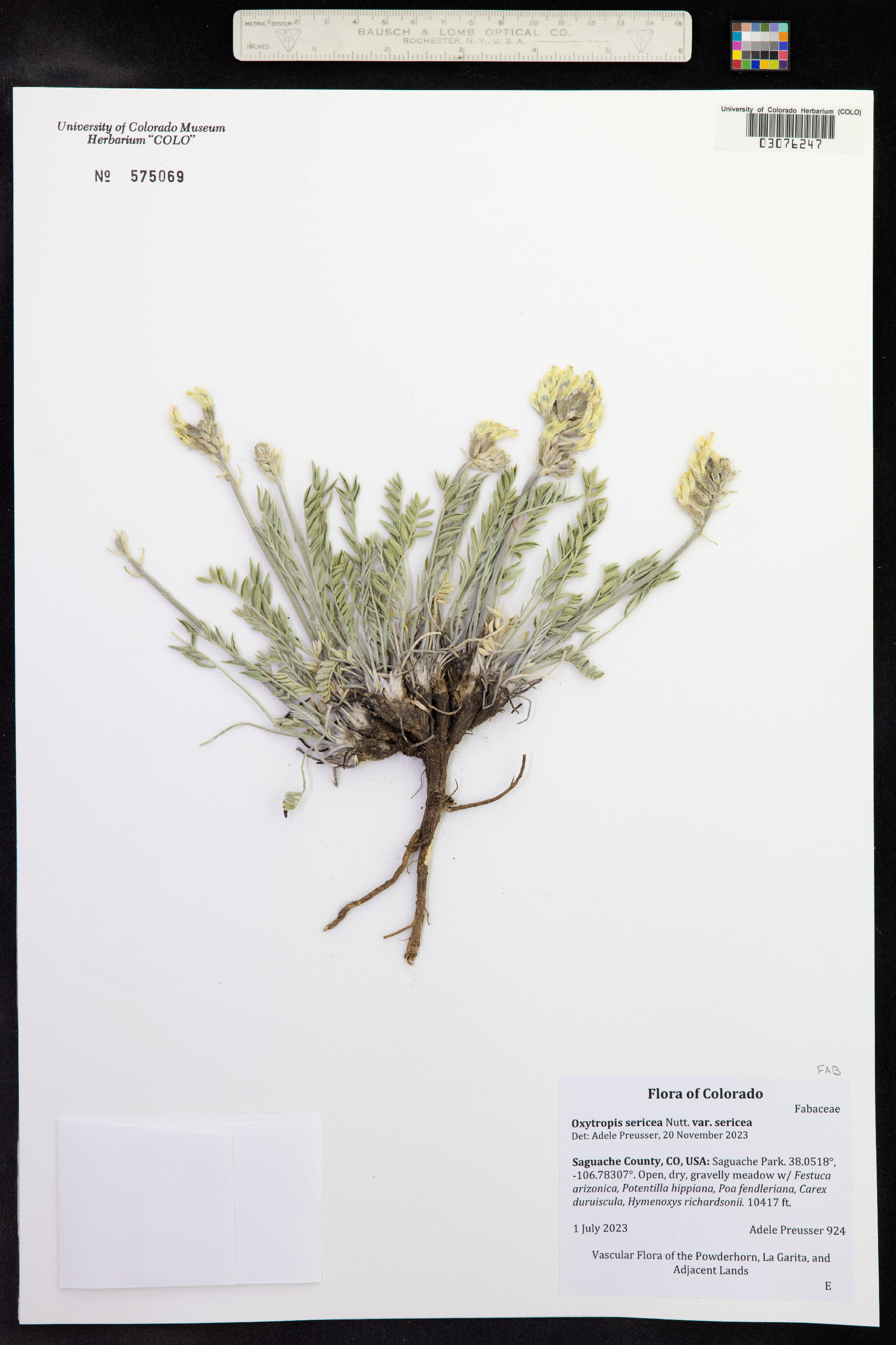 Oxytropis sericea image
