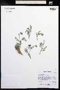 Astragalus alpinus image