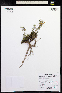 Penstemon caespitosus image