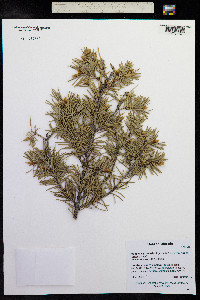 Pseudotsuga menziesii image