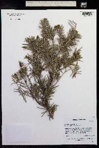 Abies lasiocarpa var. lasiocarpa image