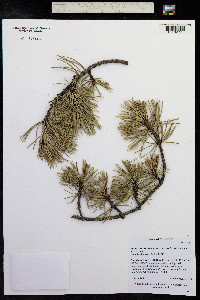 Pinus contorta image