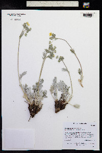 Potentilla hippiana image