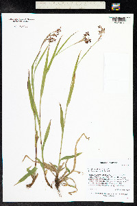 Luzula parviflora image