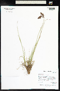 Luzula spicata image
