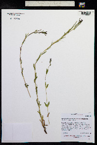 Epilobium hornemannii image