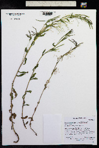 Epilobium ciliatum image
