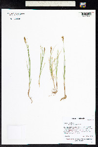 Carex siccata image
