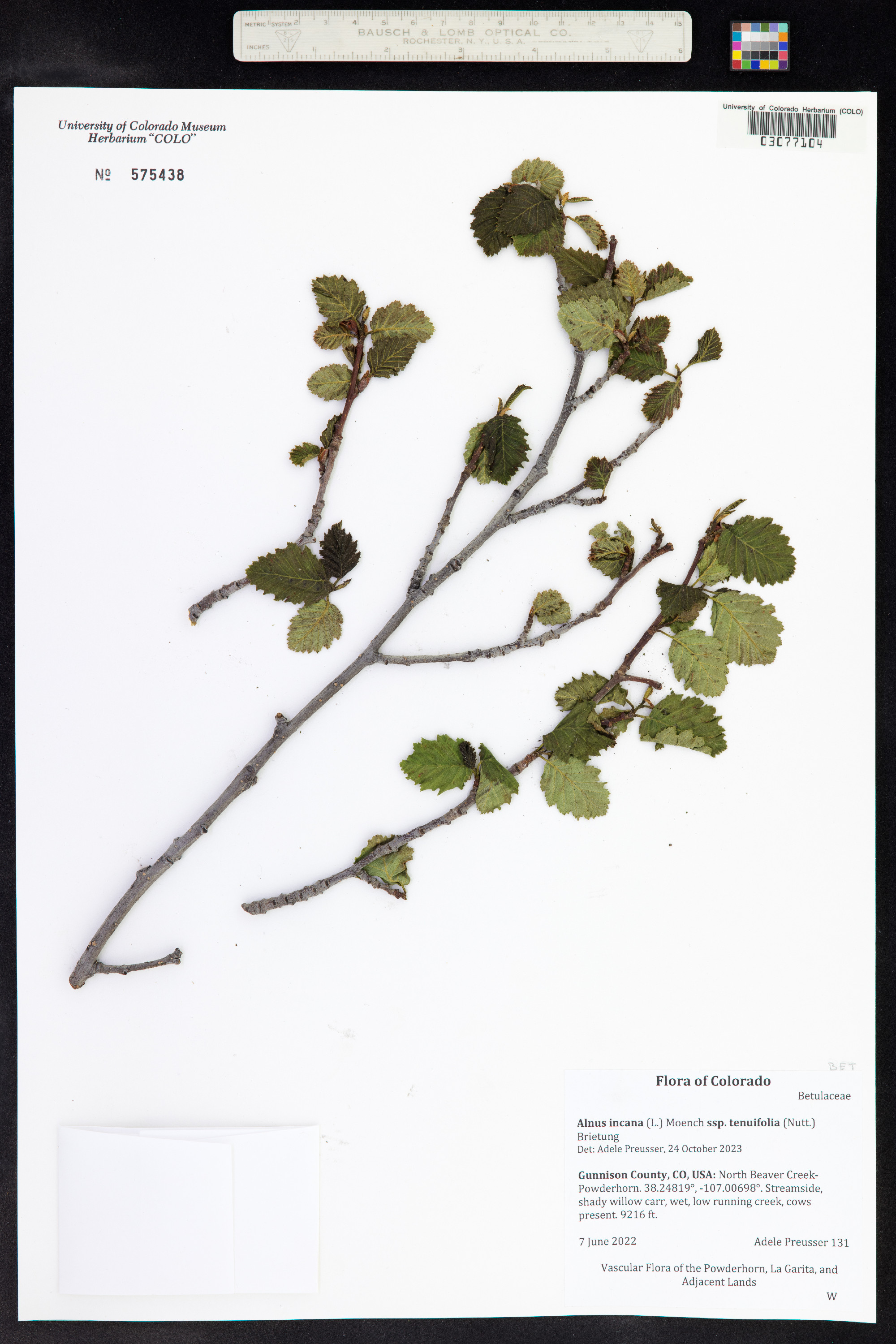 Alnus incana image